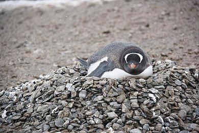 《刺客信条》独立多人游戏消息曝光 支持16名玩家